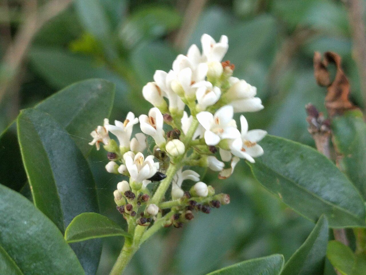 Ligustrum vulgare 10