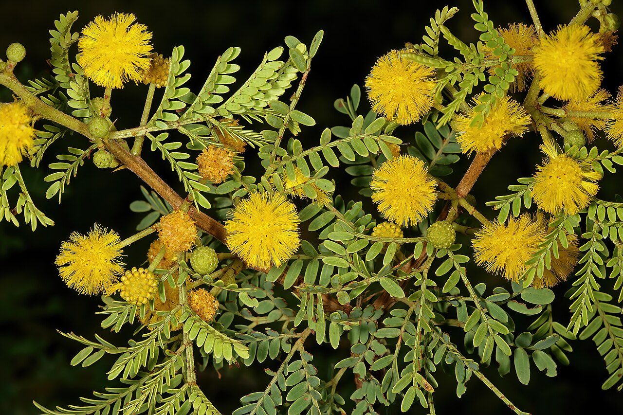 Vachellia karroo