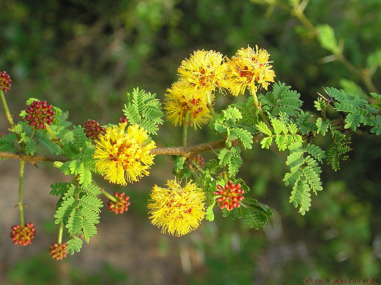 Vachellia karroo 2