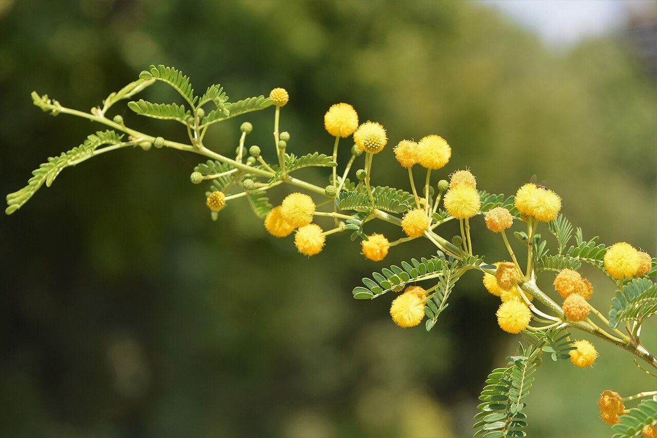 Vachellia karroo 3