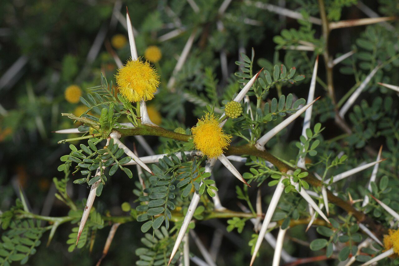 Vachellia karroo 4