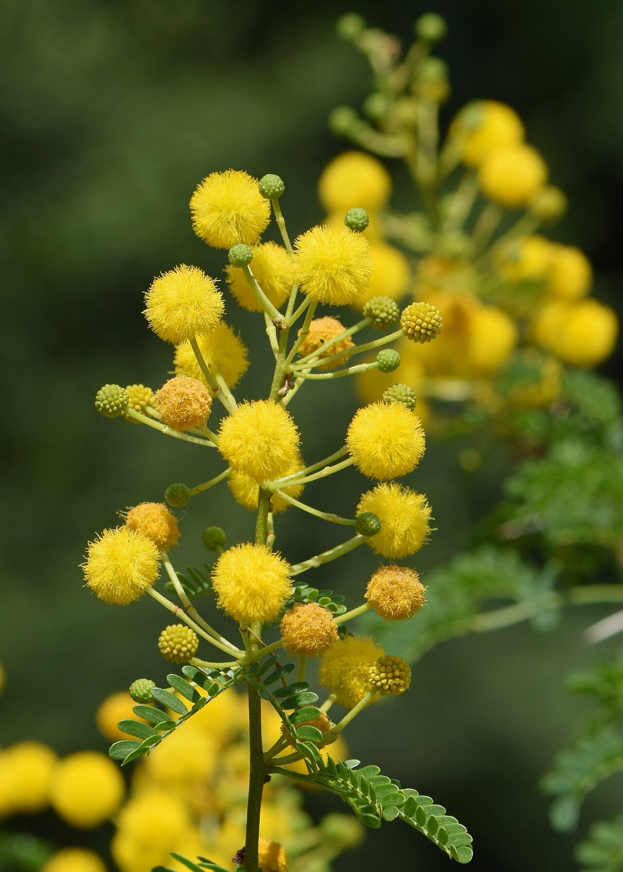 Vachellia karroo 5