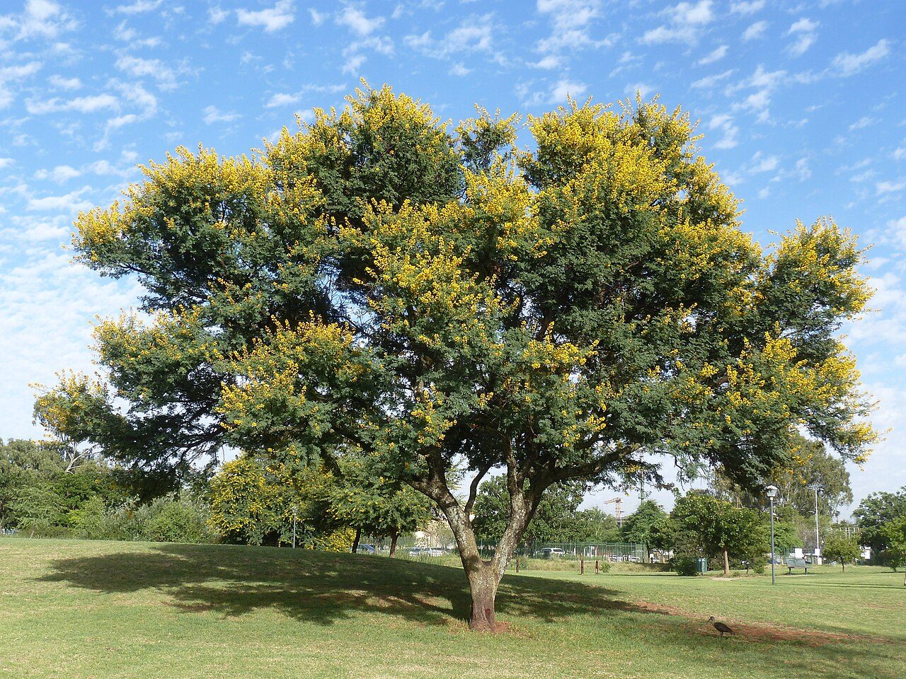 Vachellia karroo 6