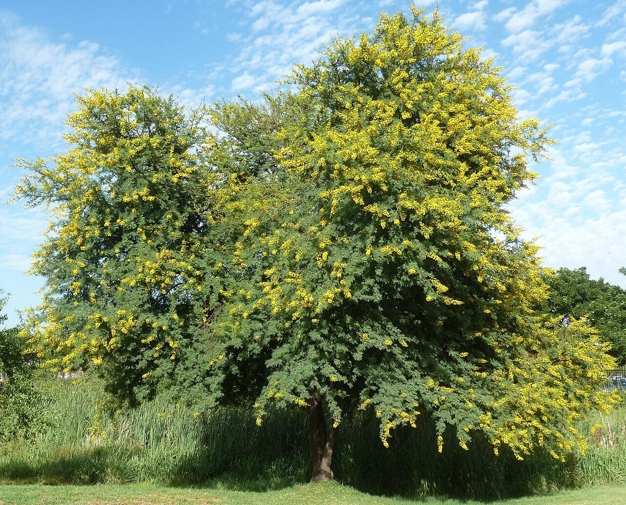 Vachellia karroo 7