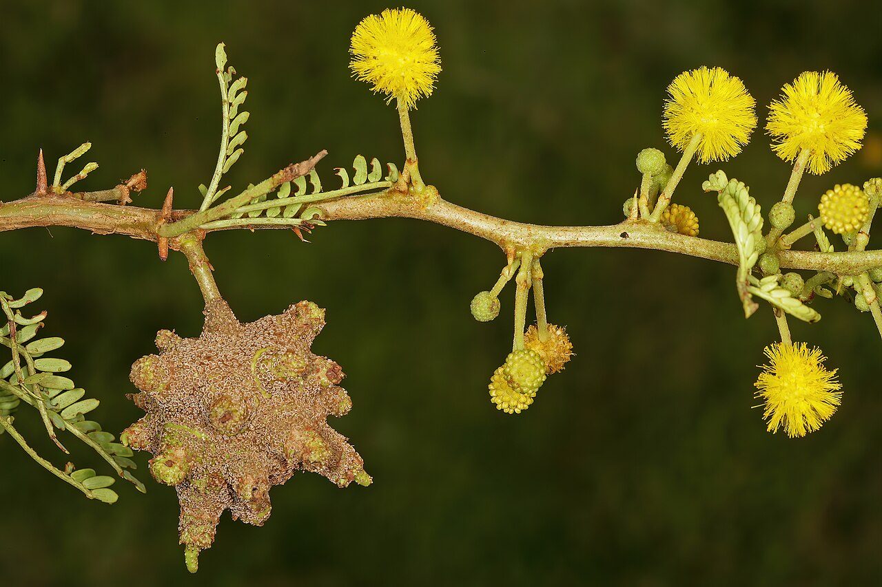 Vachellia karroo 8