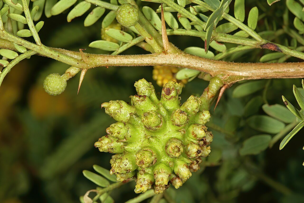 Vachellia karroo 9