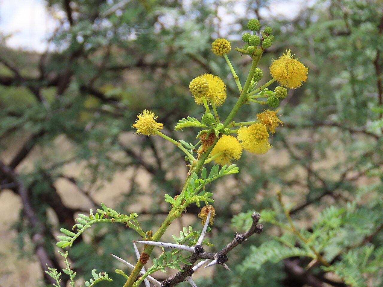 Vachellia karroo 10
