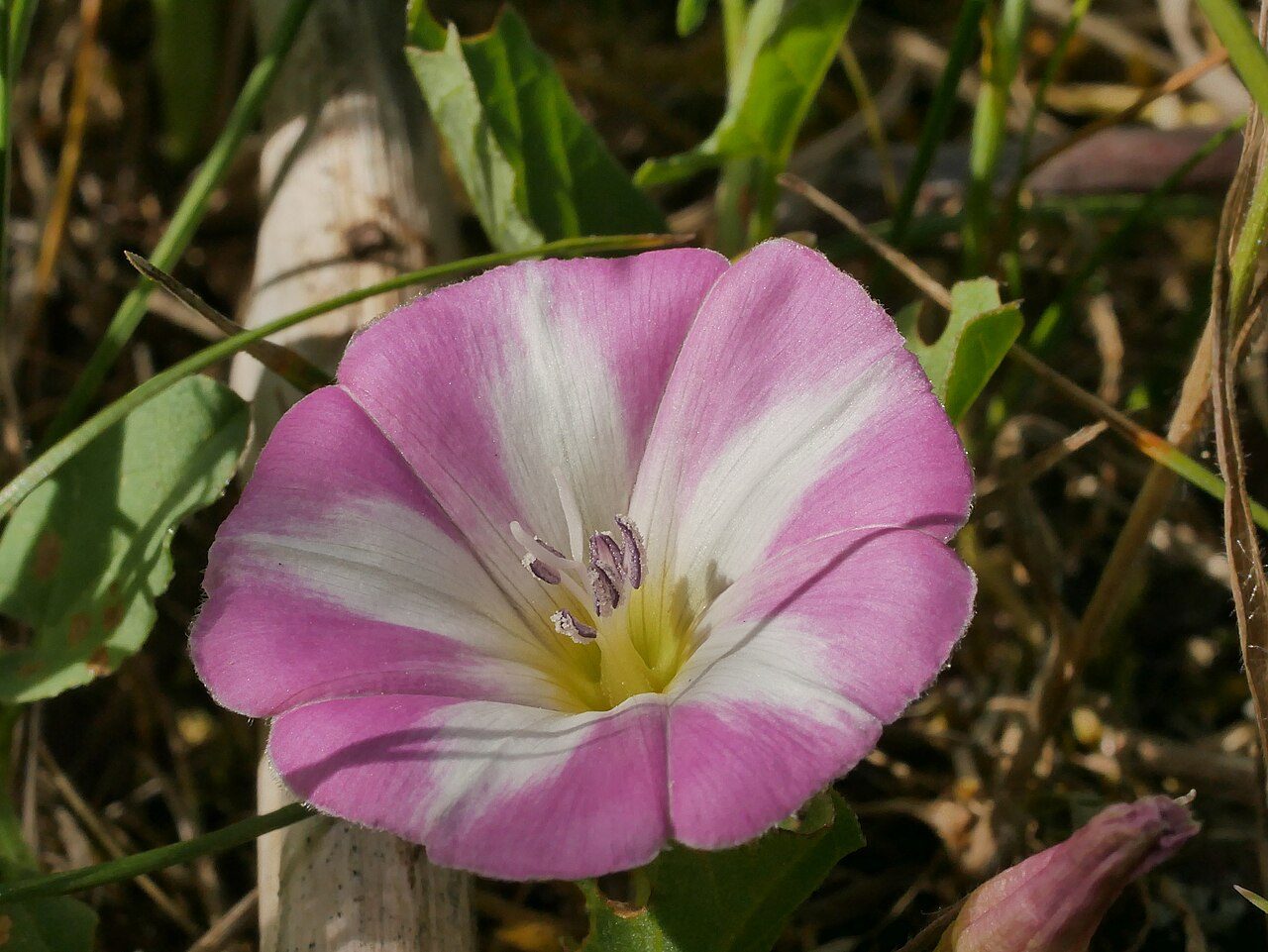 Akkerwinde