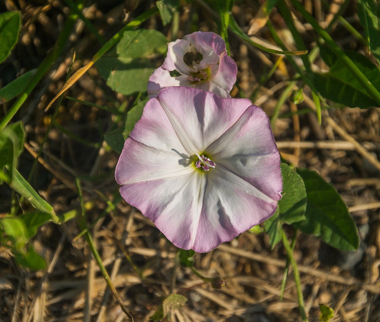 Akkerwinde 5