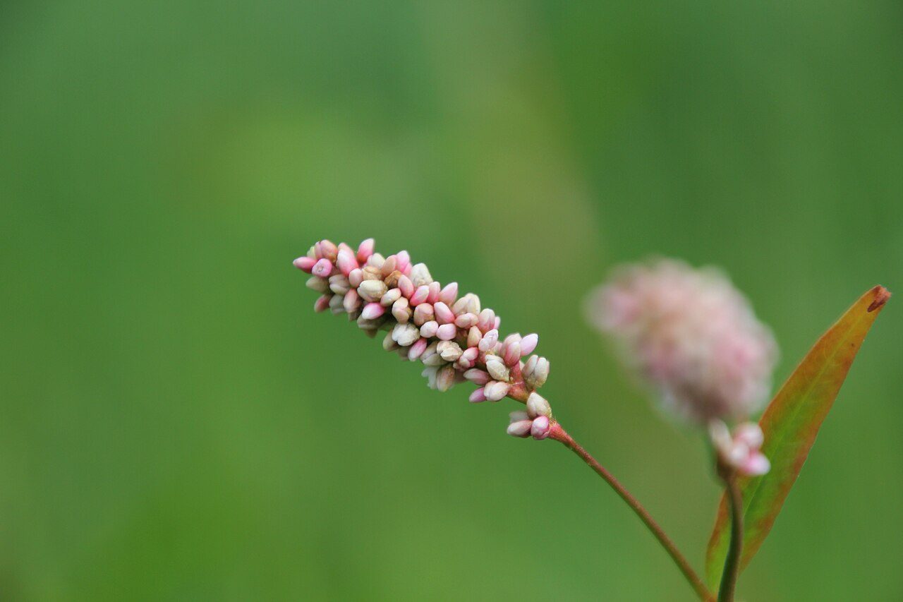 Perzikkruid