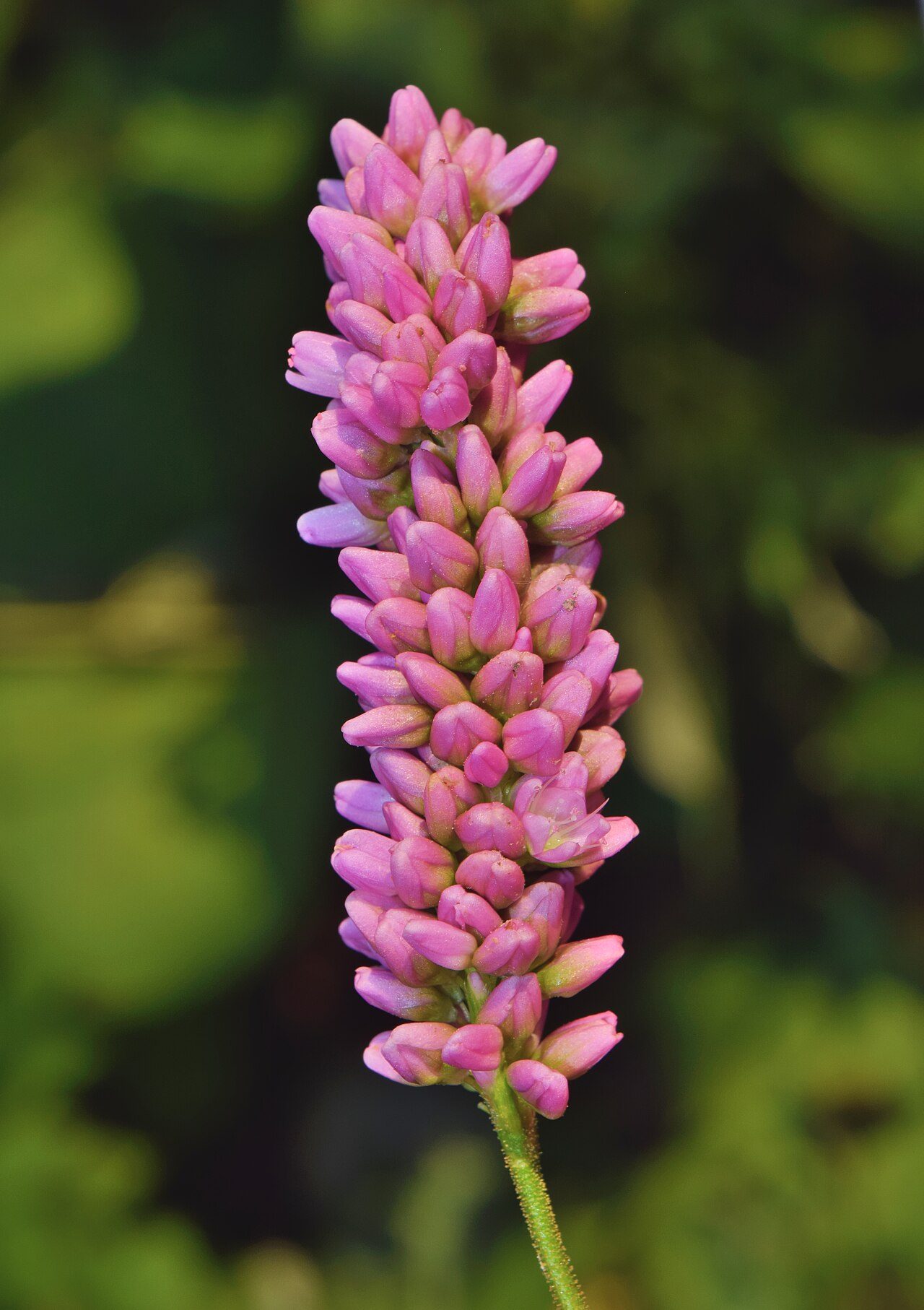 Perzikkruid 2