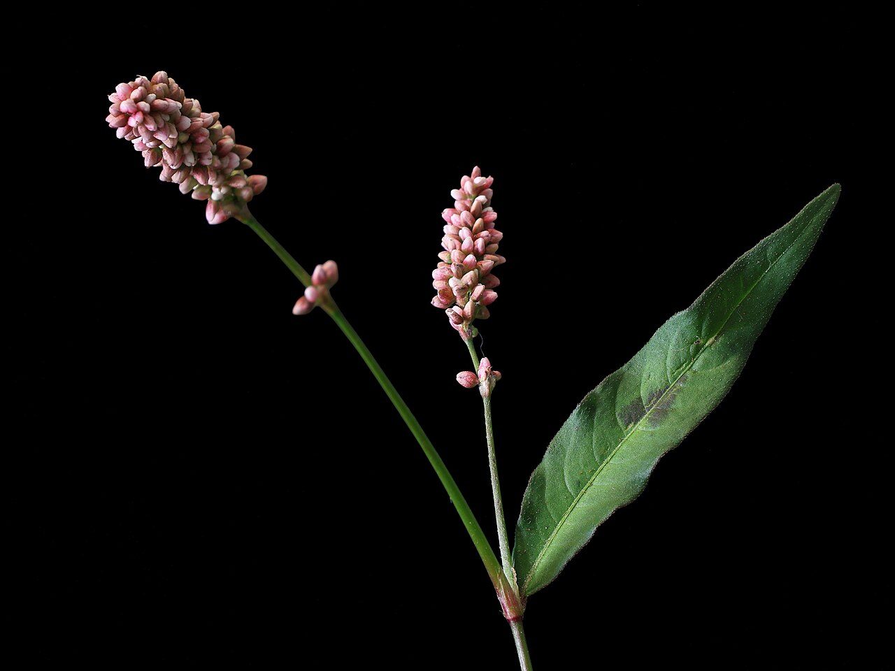 Perzikkruid 3