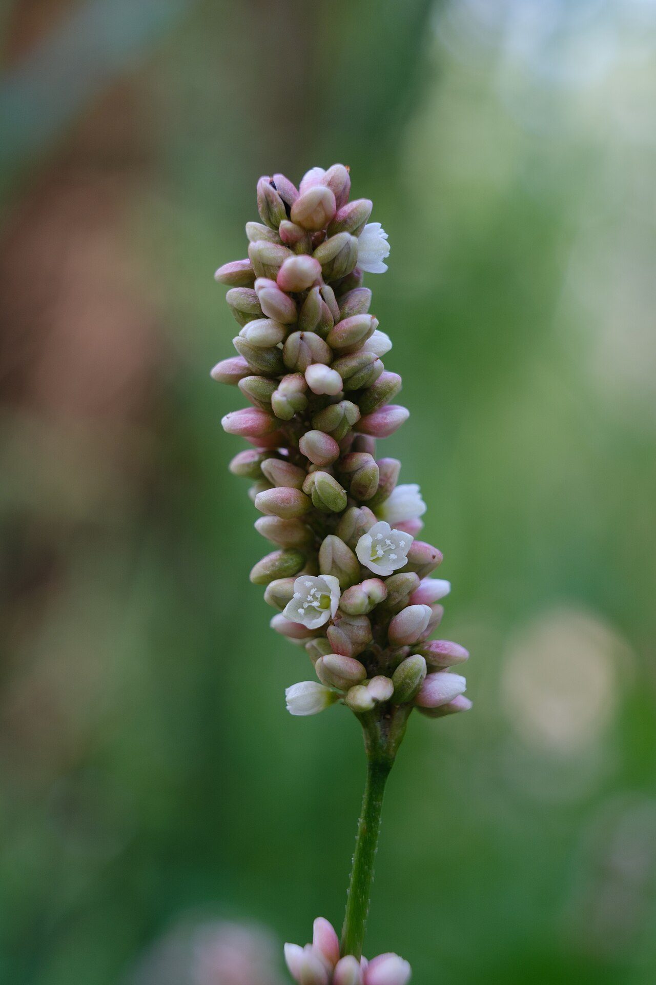 Perzikkruid 5
