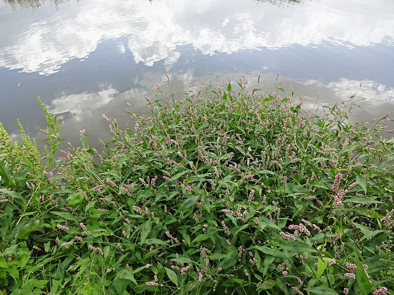 Perzikkruid 6