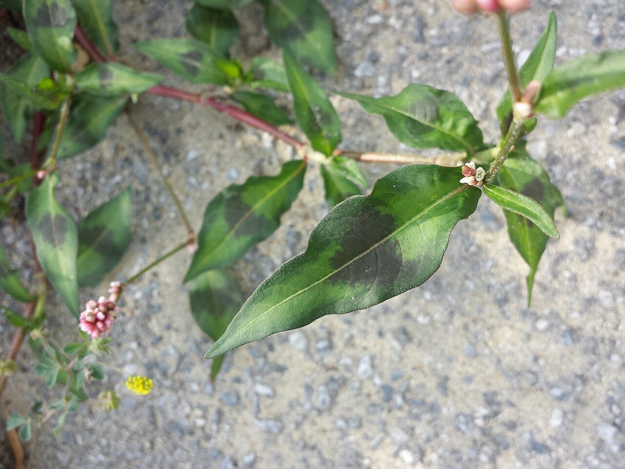 Perzikkruid 8