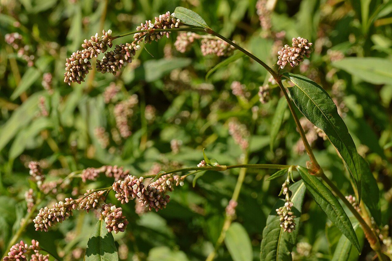 Perzikkruid 7
