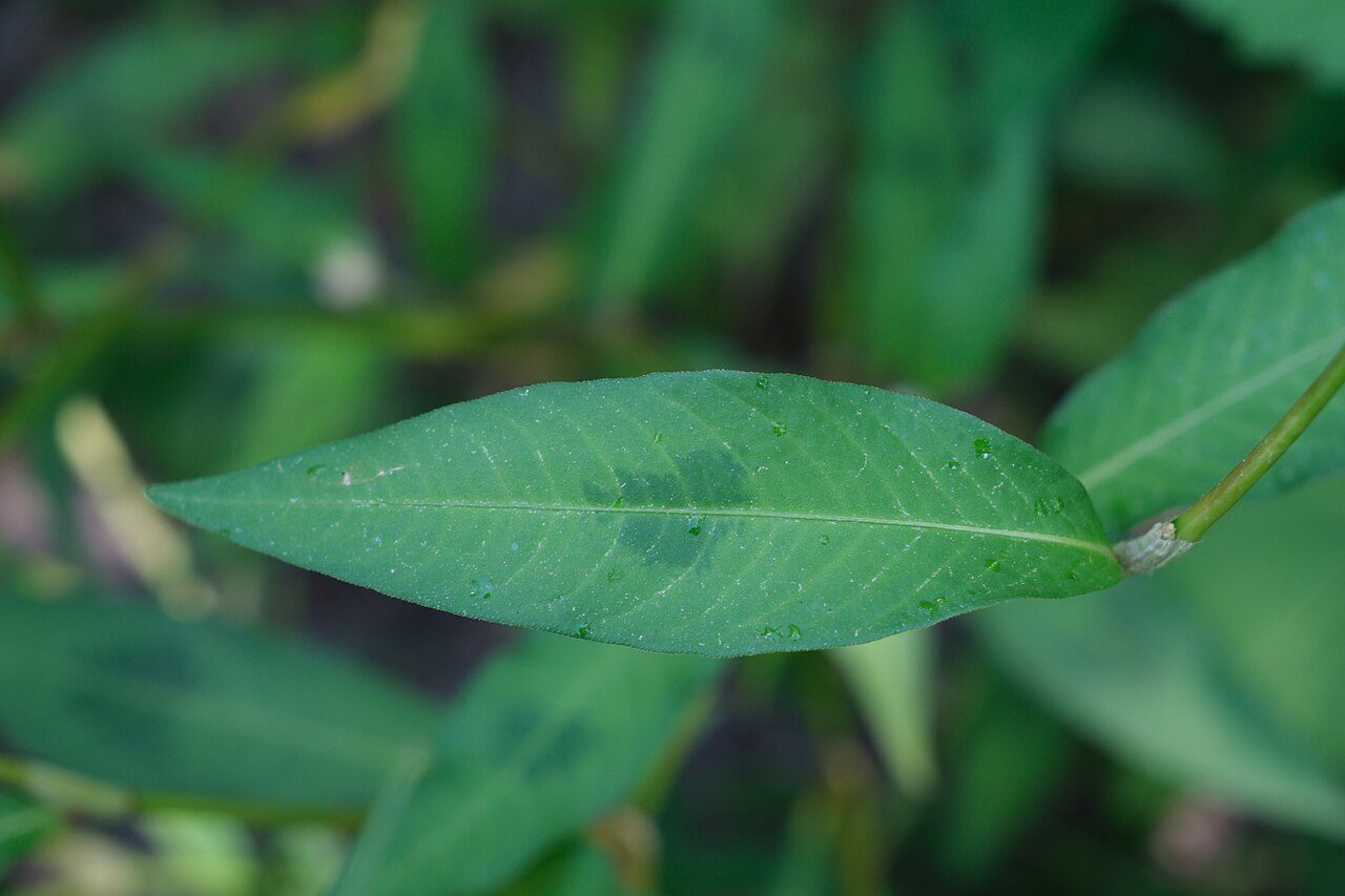 Perzikkruid 9