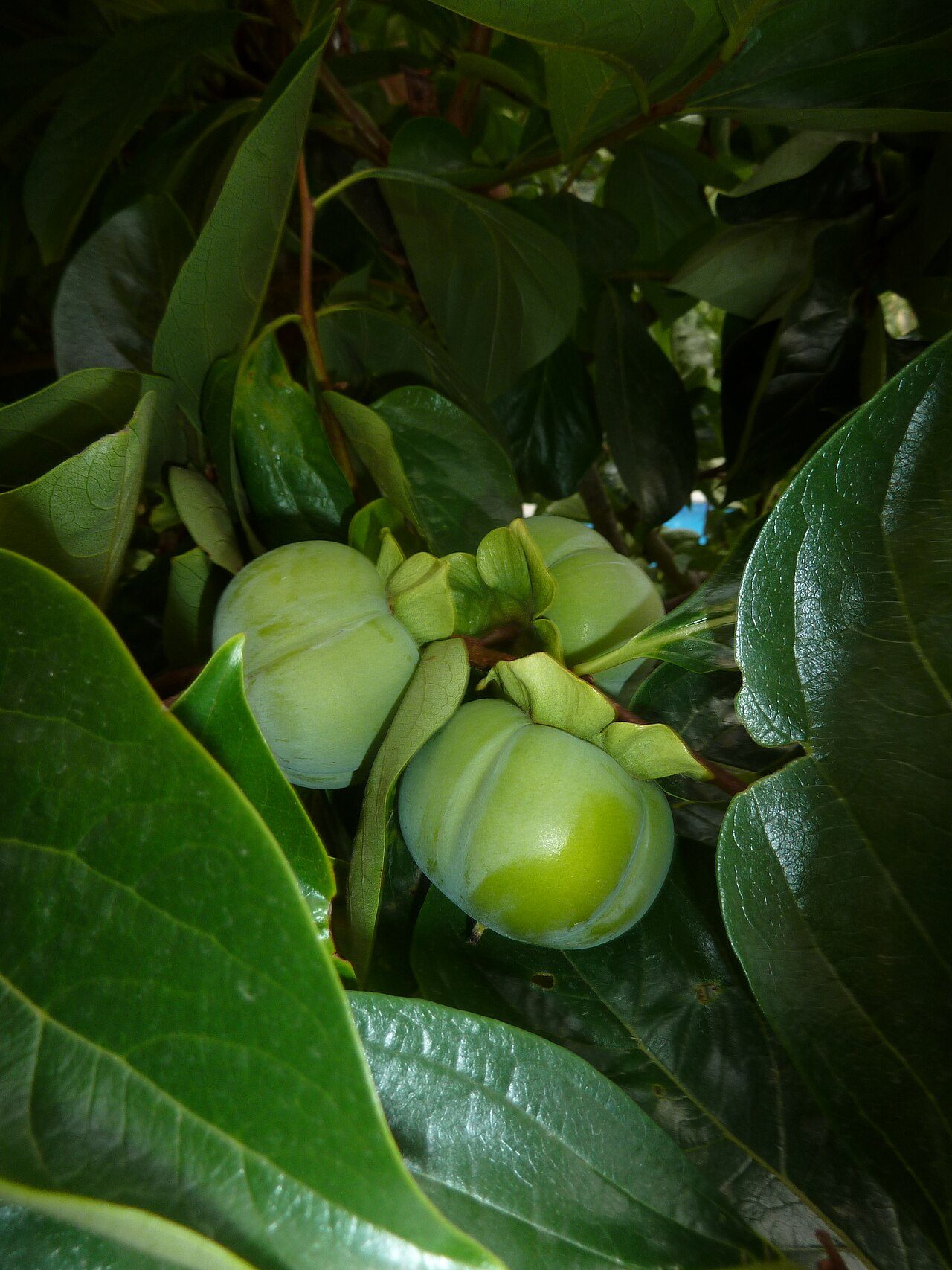 Kaki 5