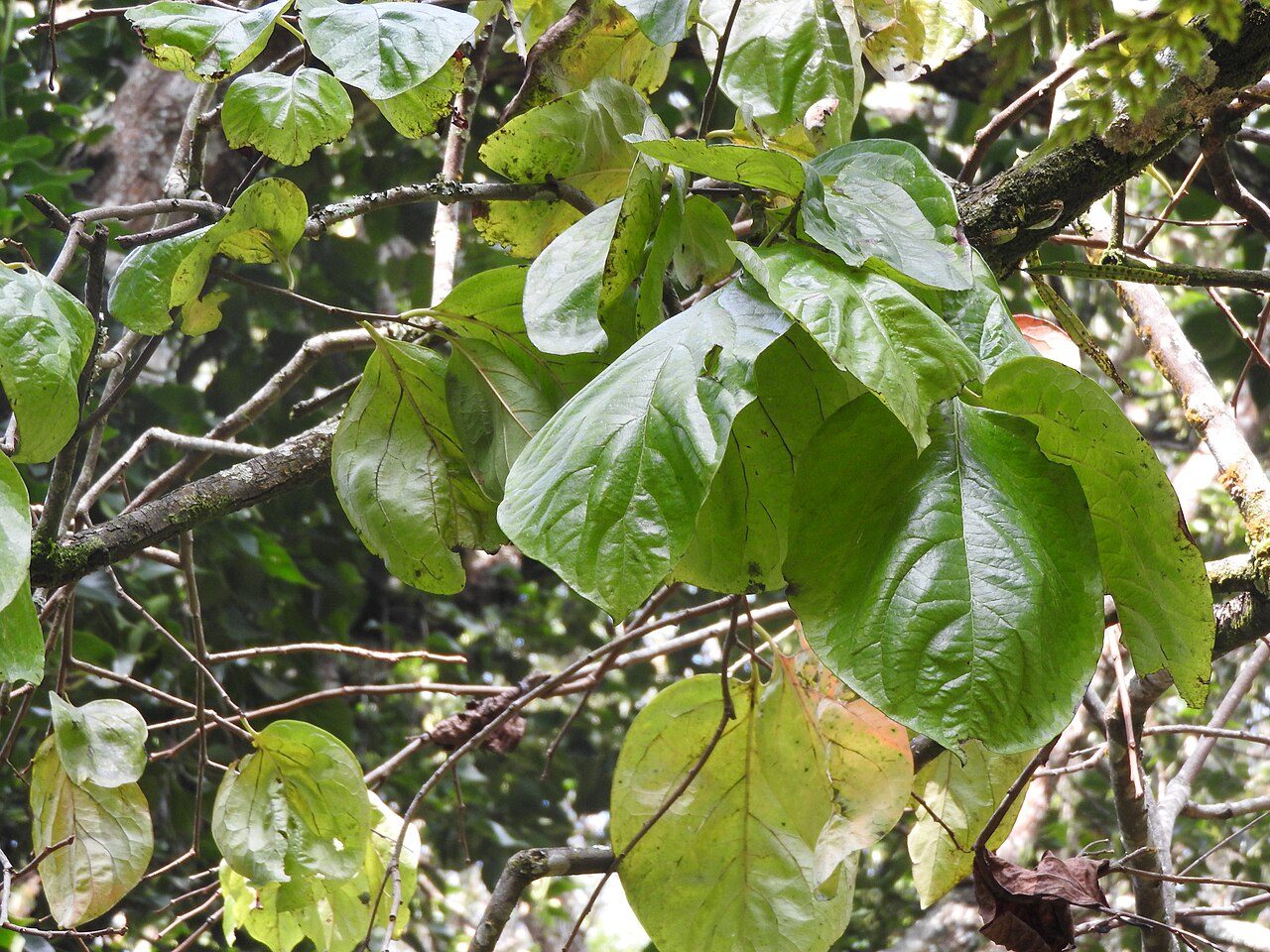 Kaki 6