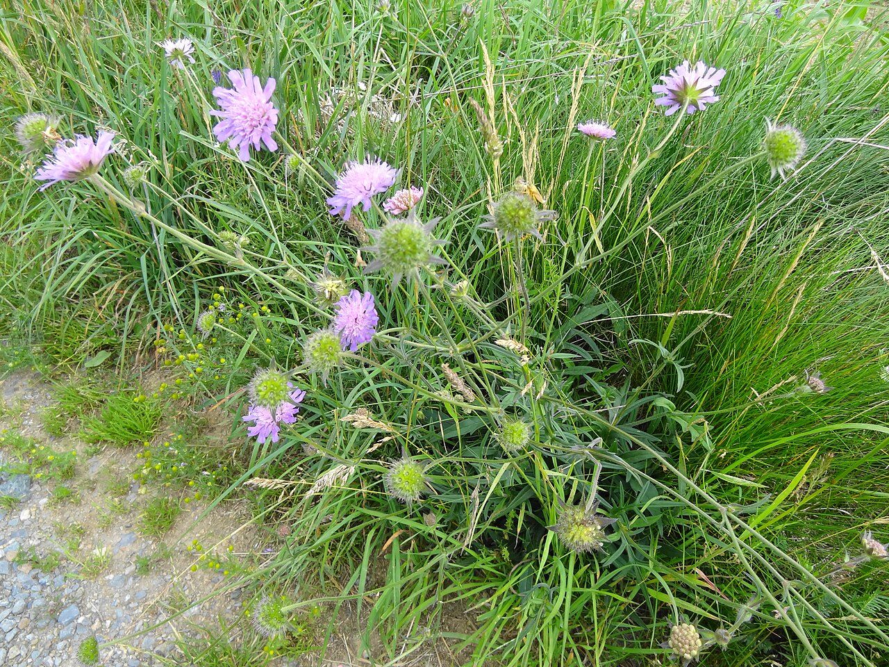 Beemdkroon 3