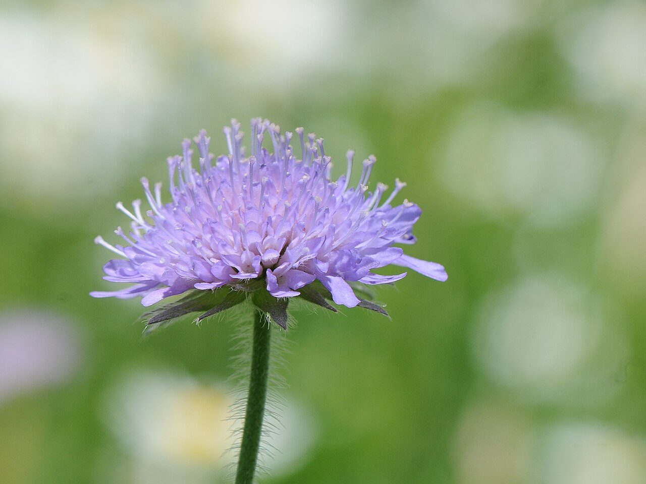 Beemdkroon 5