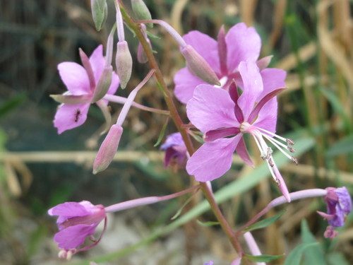 Chamaenerion angustifolium 5