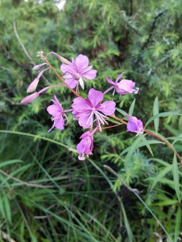 Chamaenerion angustifolium 8