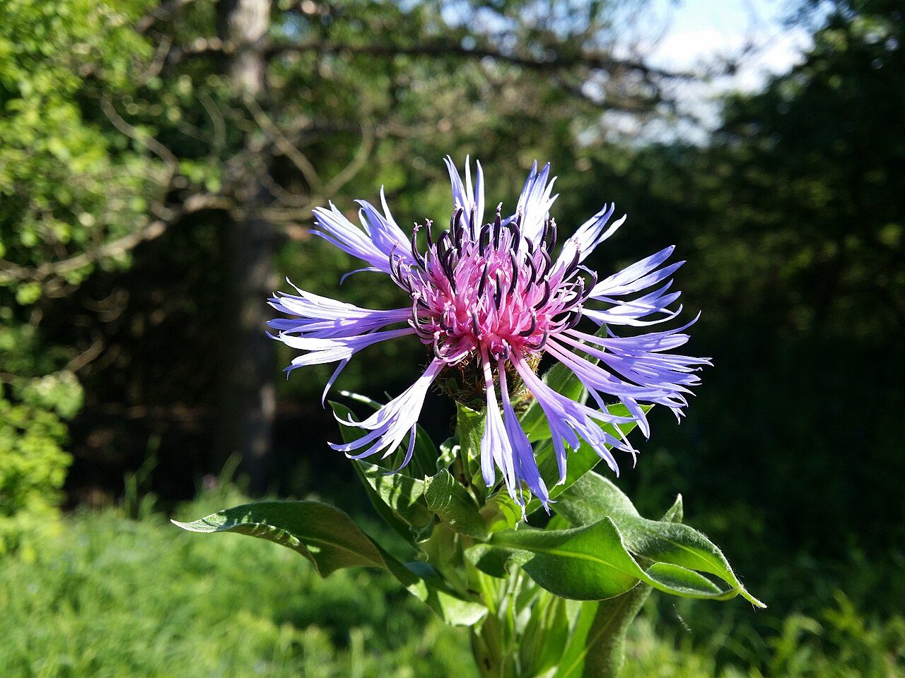 Dağ peygamber çiçeği 2