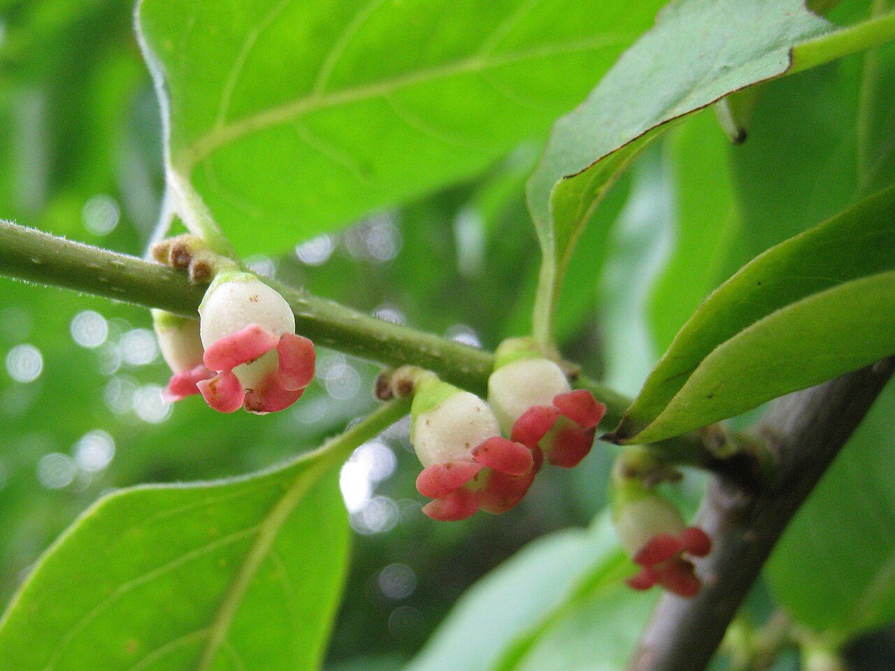Diospyros lotus