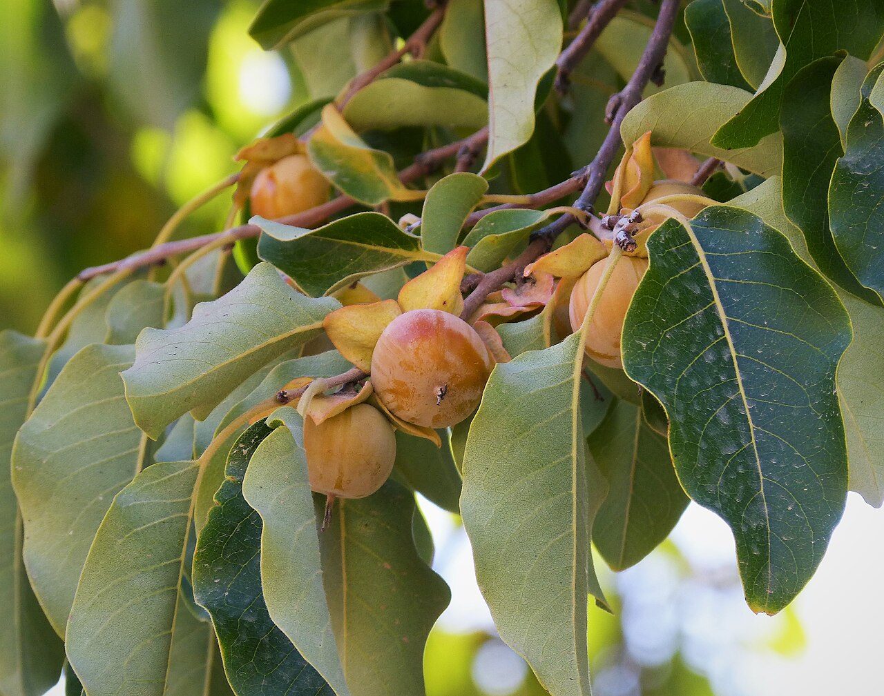 Diospyros lotus 2