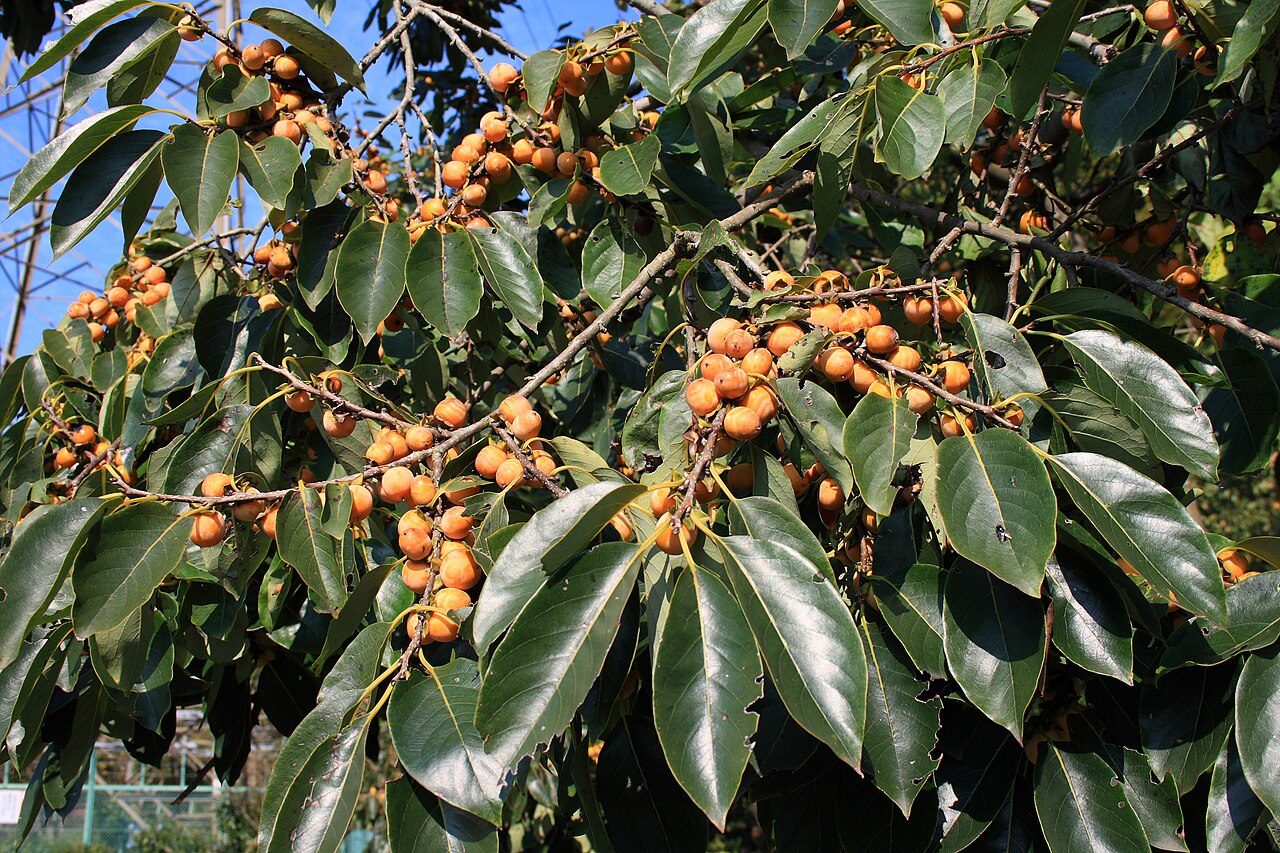 Diospyros lotus 3