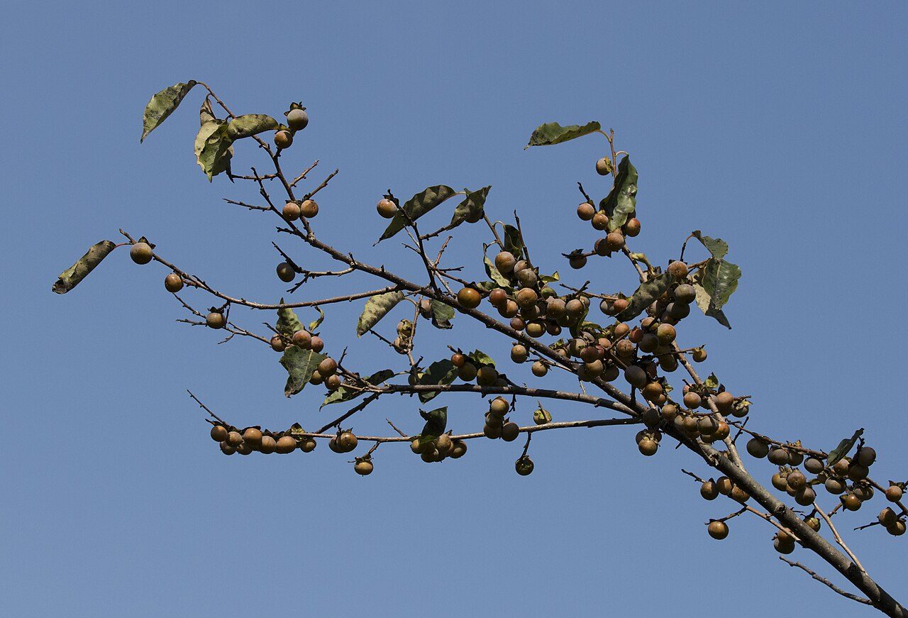 Diospyros lotus 4