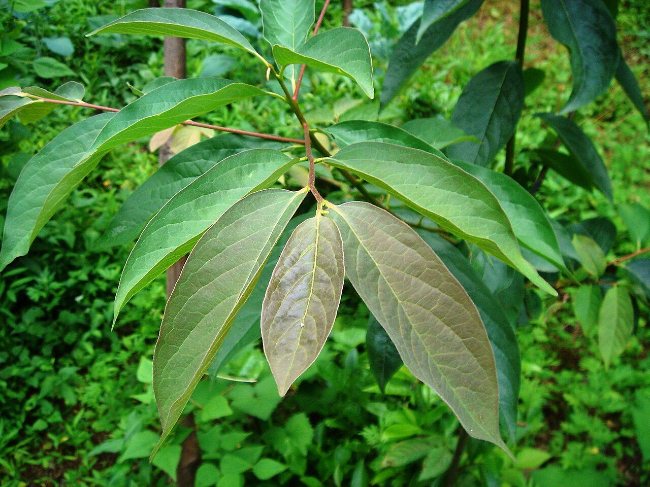 Diospyros lotus 5