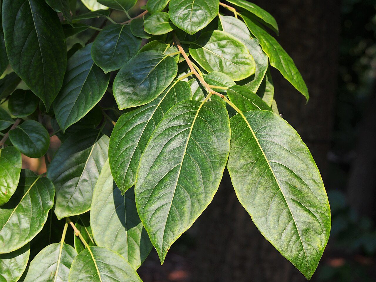 Diospyros lotus 6