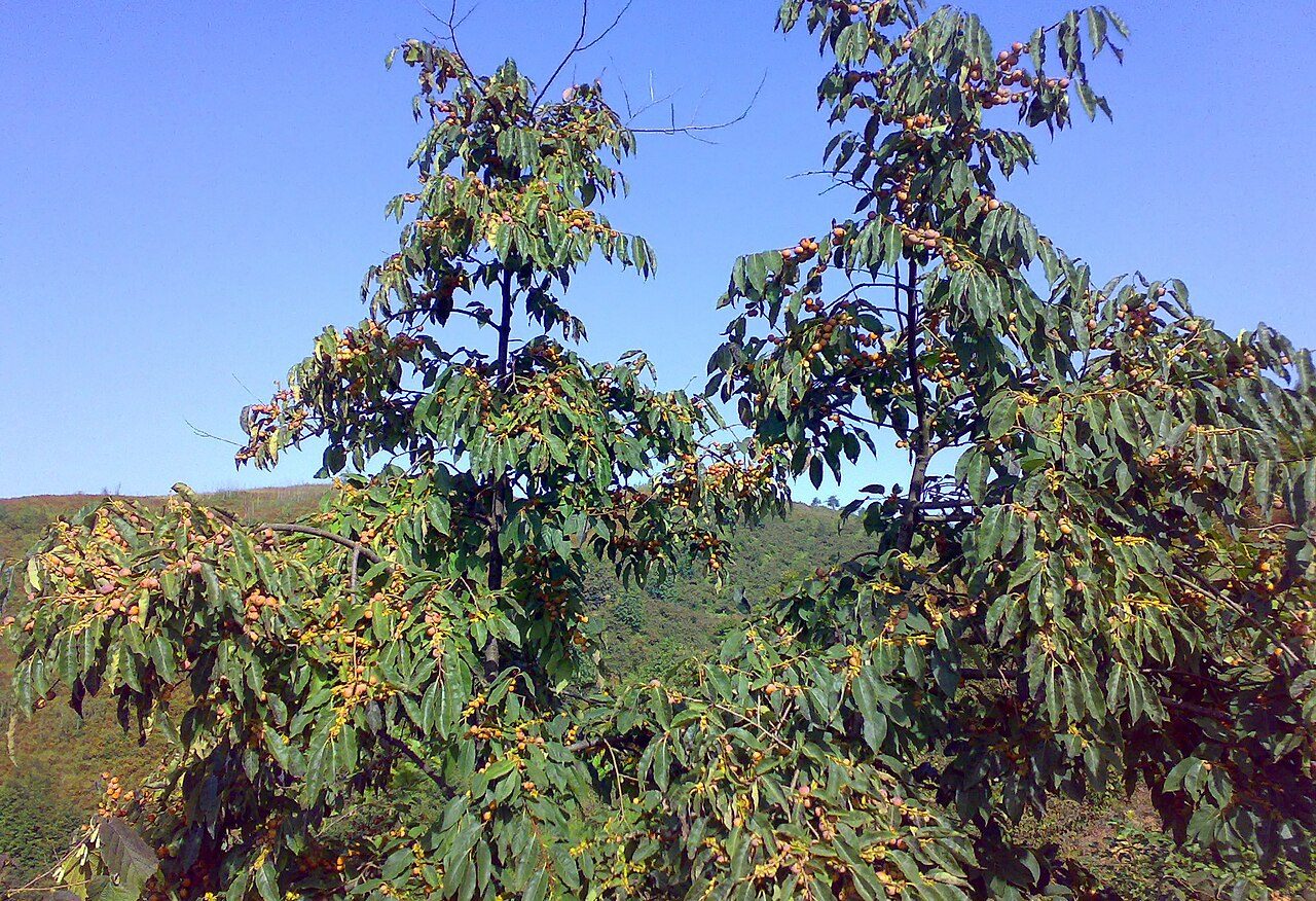 Diospyros lotus 7