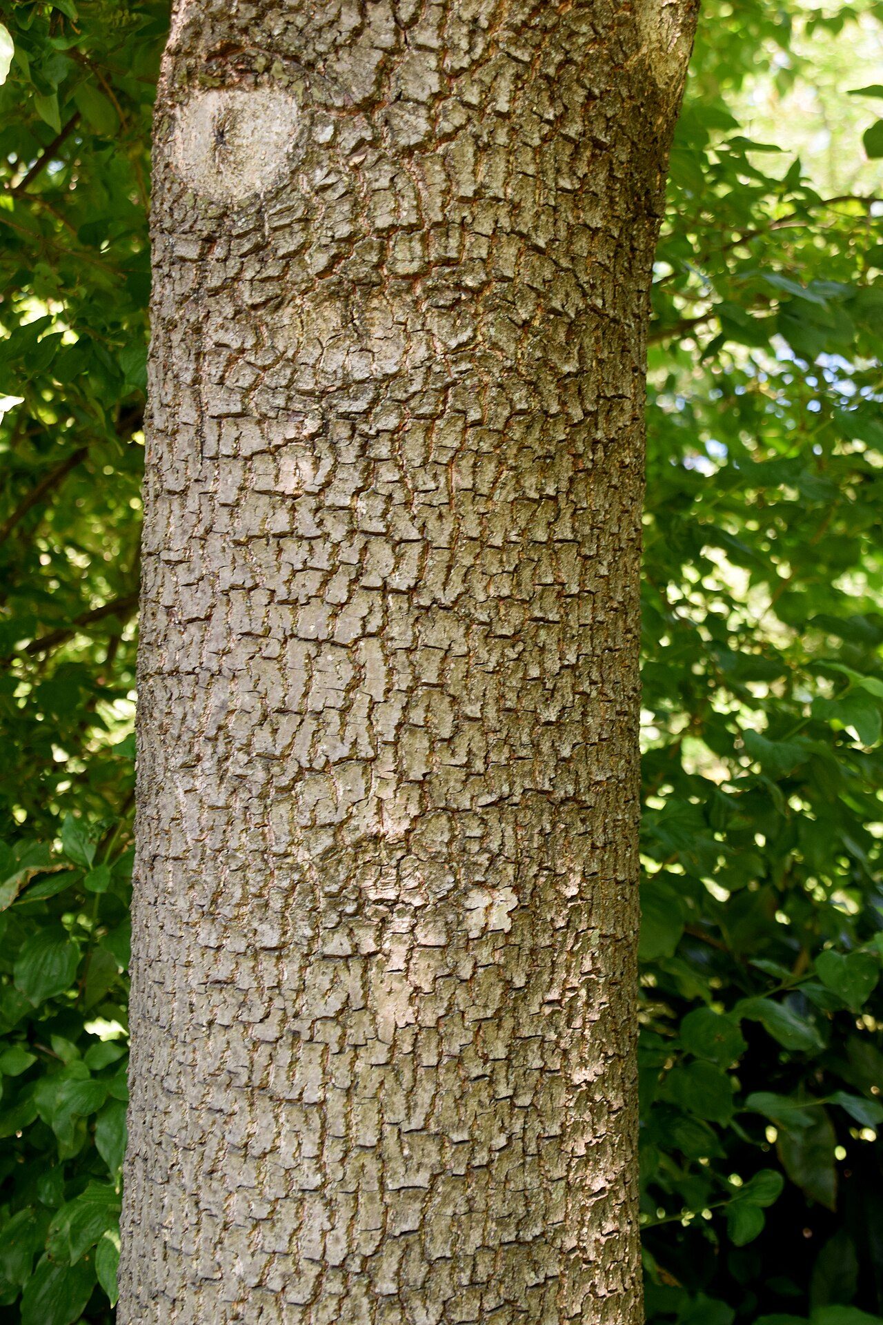 Diospyros lotus 9