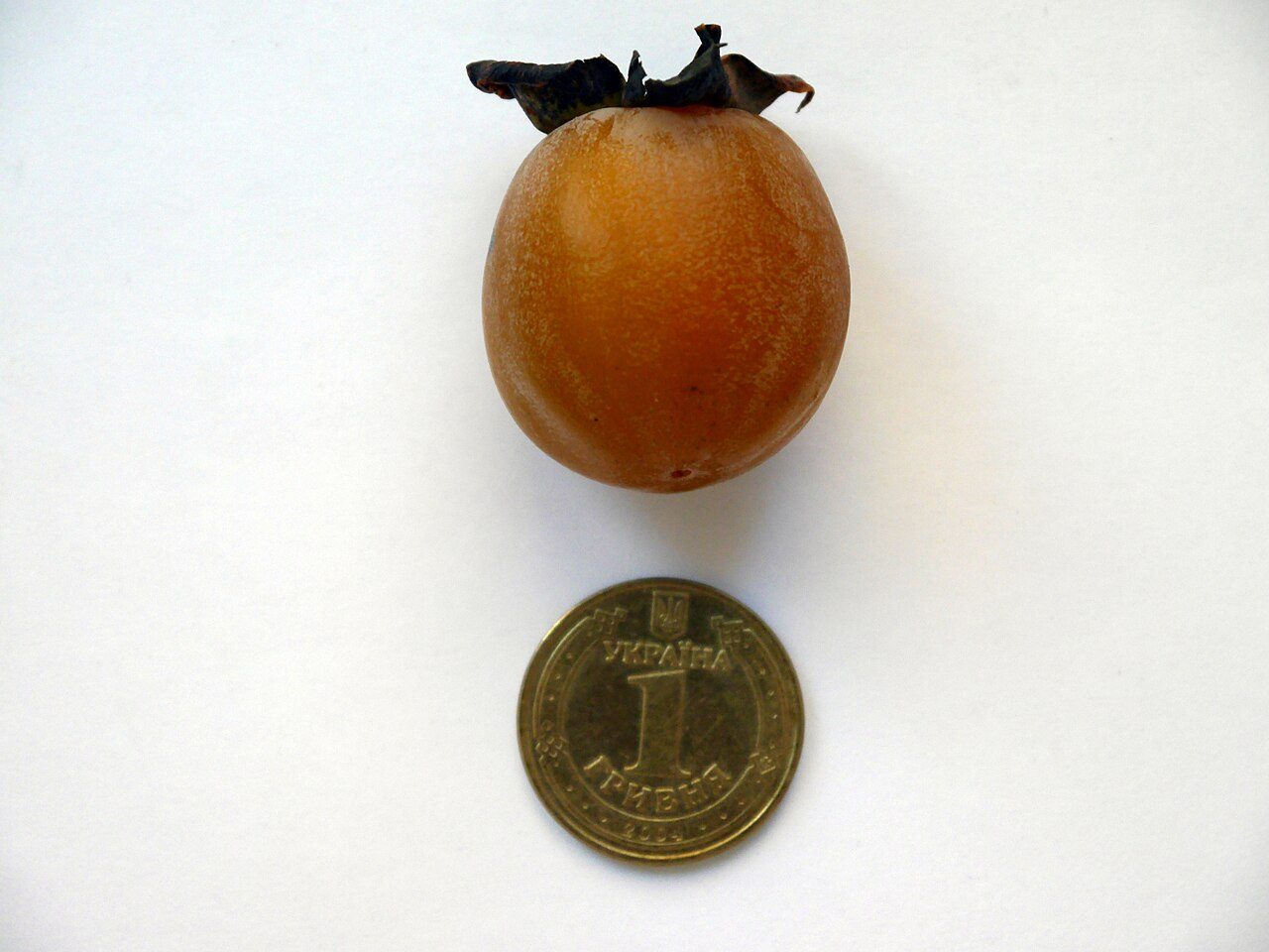 Diospyros lotus 10