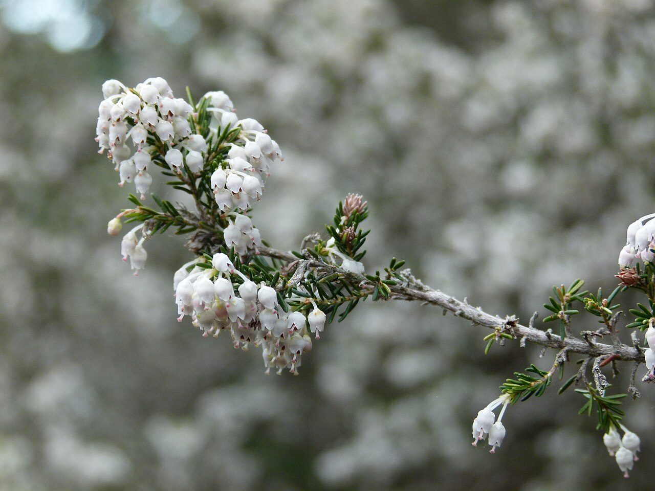 Erica arborea