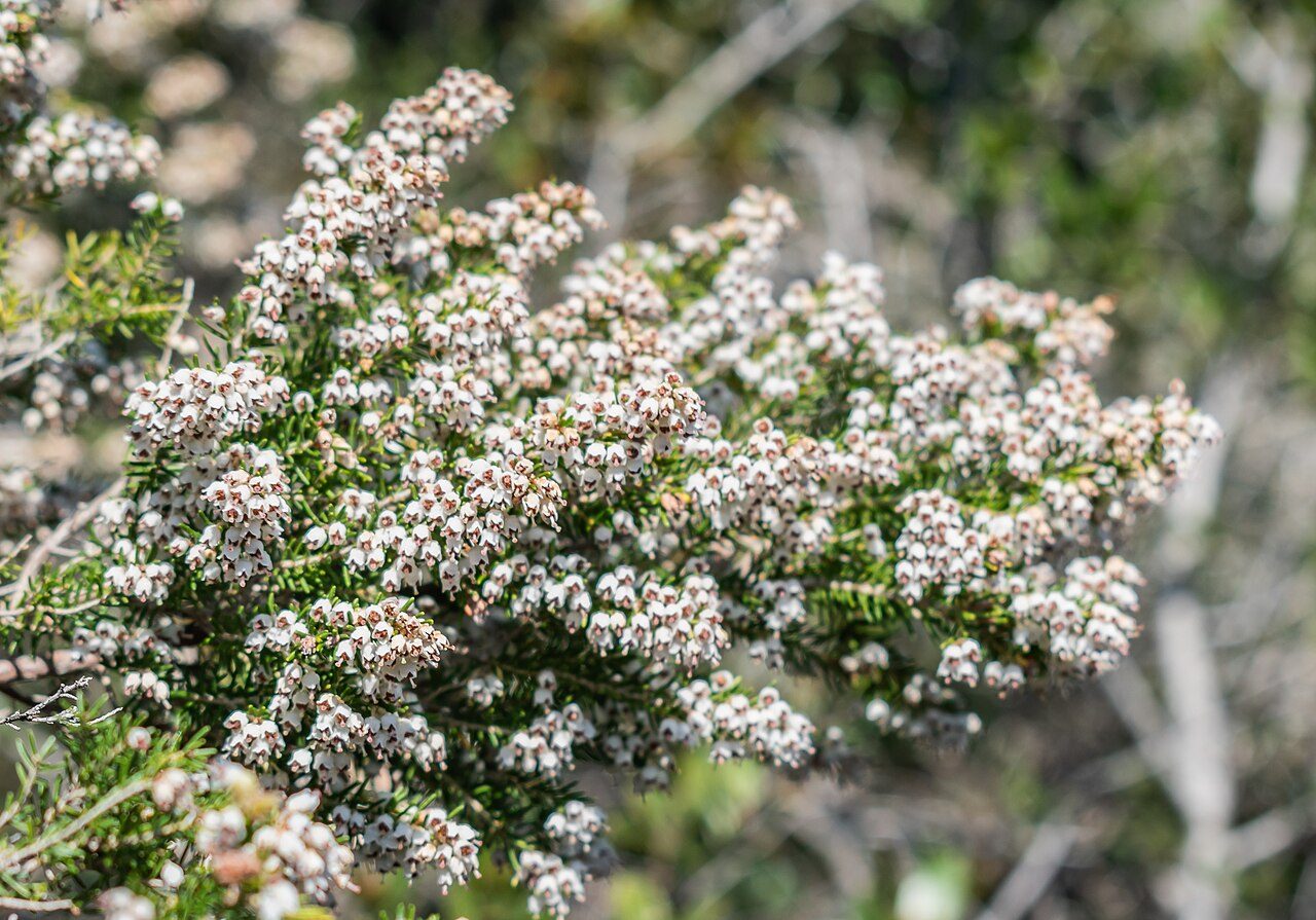 Erica arborea 2