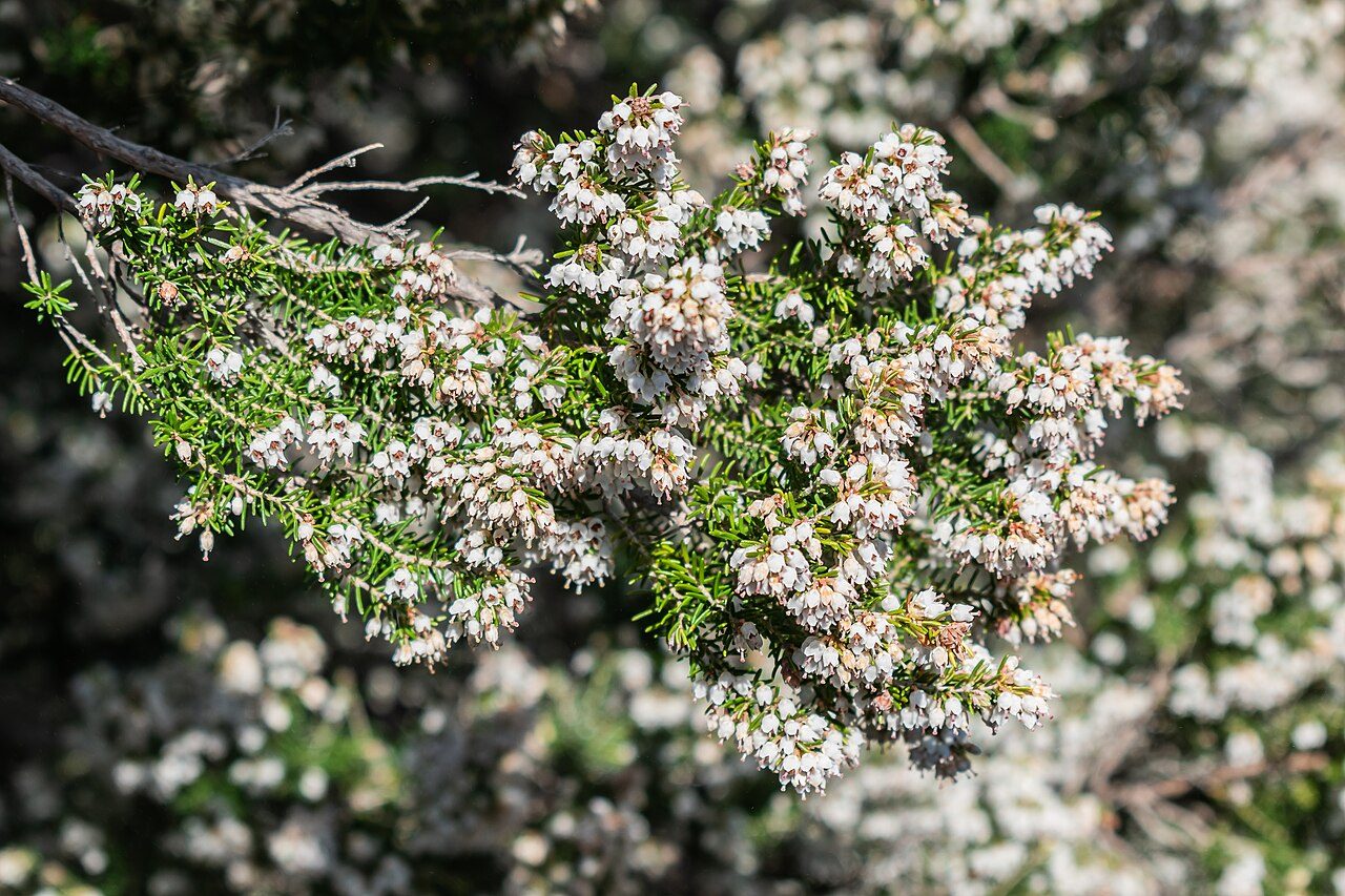 Erica arborea 4