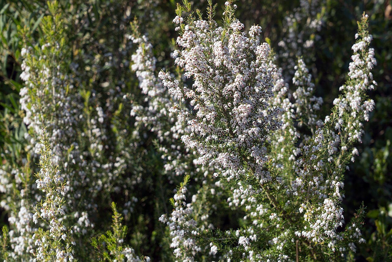 Erica arborea 3