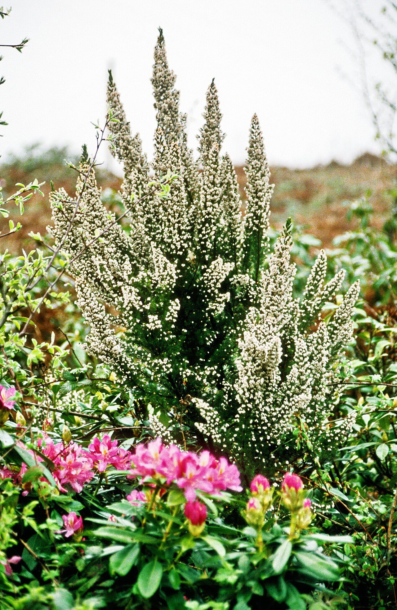 Erica arborea 5