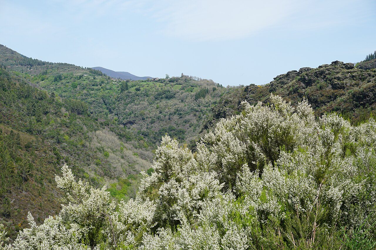 Erica arborea 6