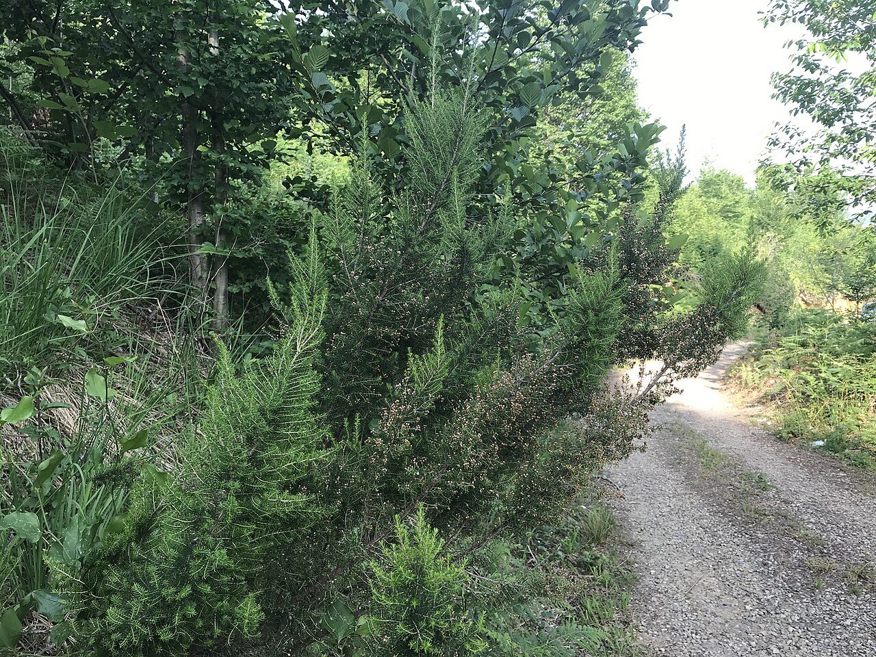 Erica arborea 7
