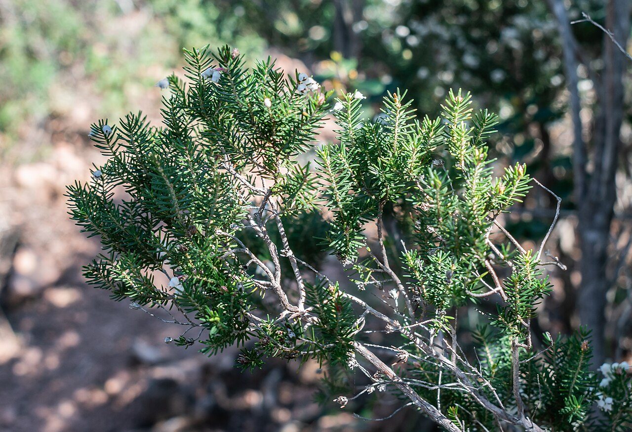 Erica arborea 8