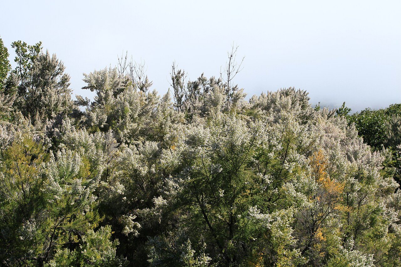 Erica arborea 9