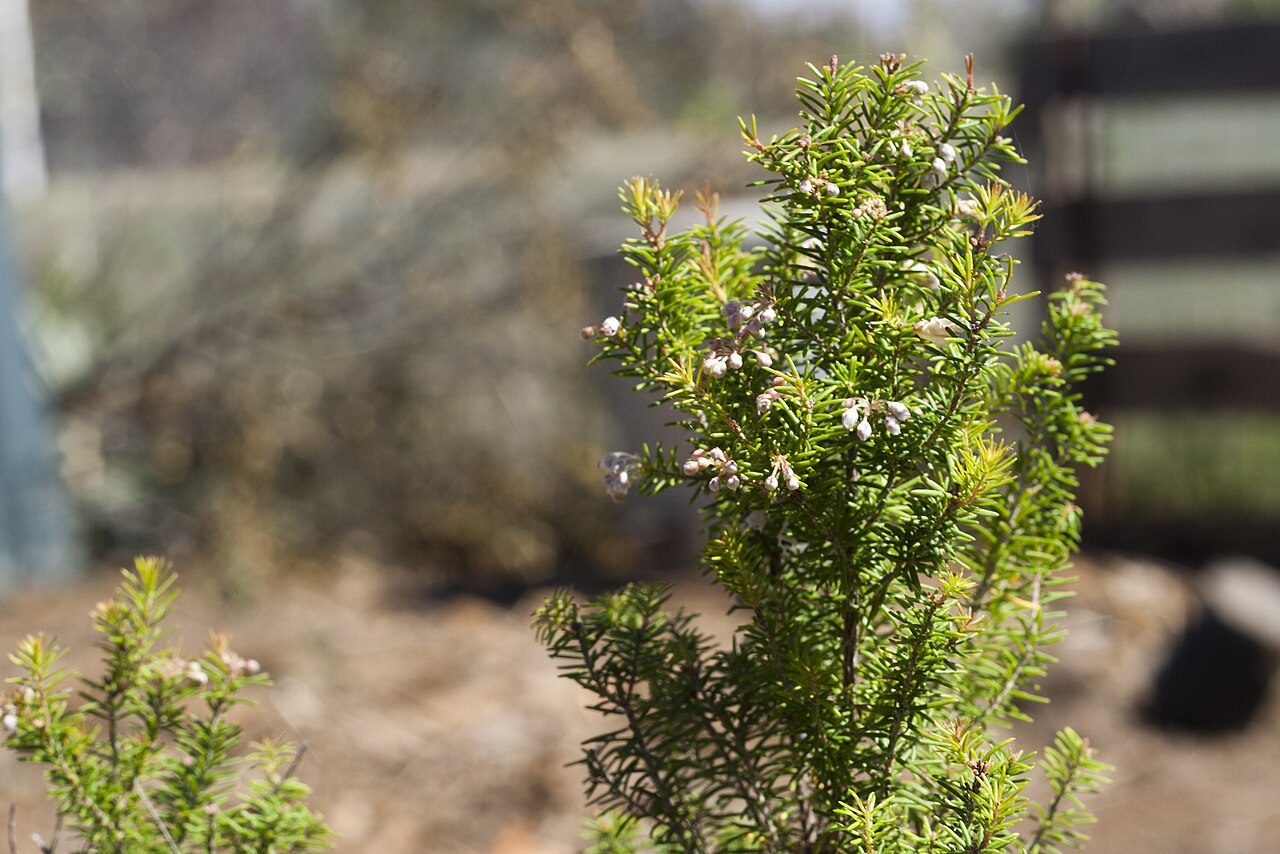 Erica arborea 10