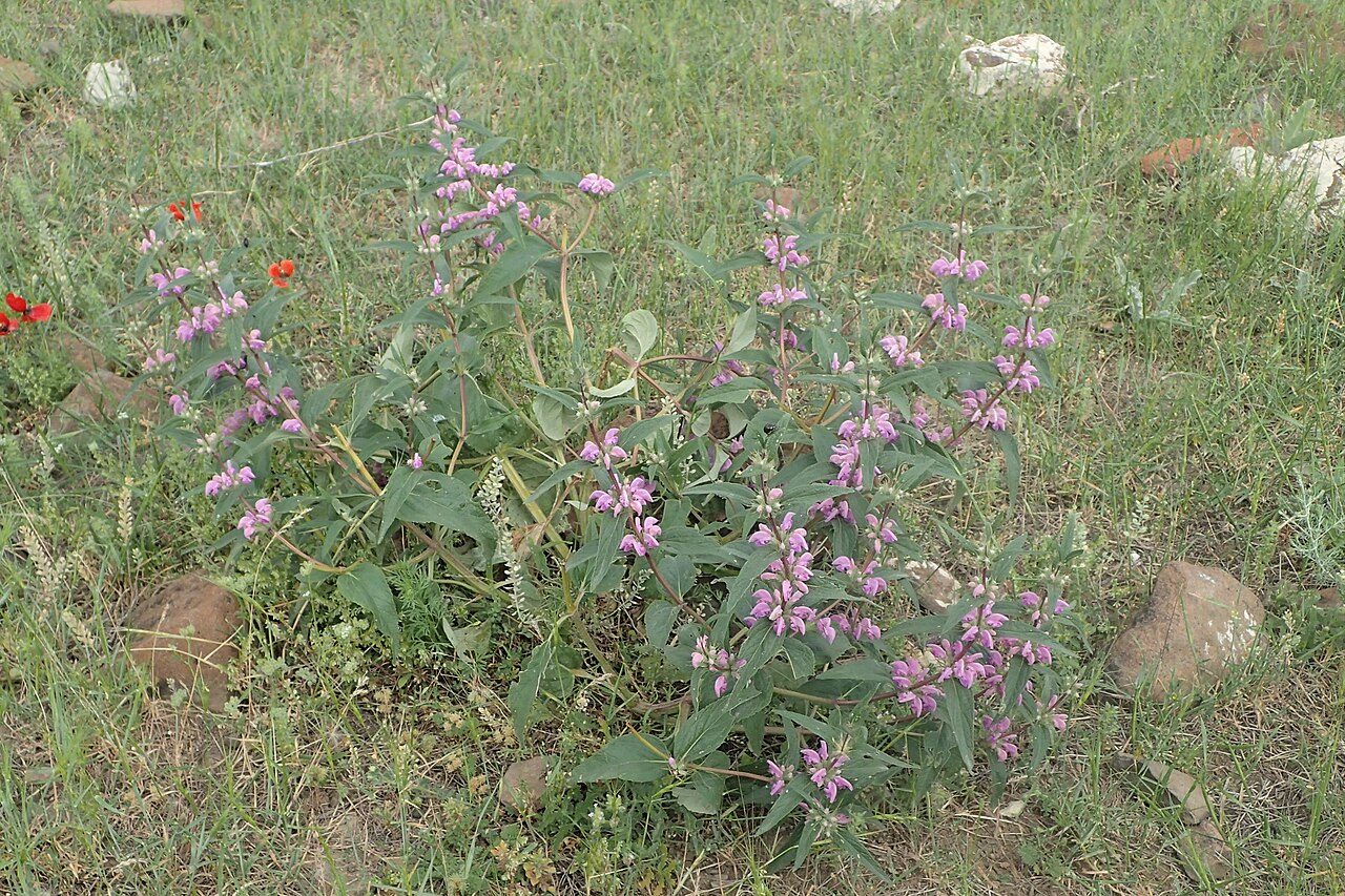 Зопник колючий 4
