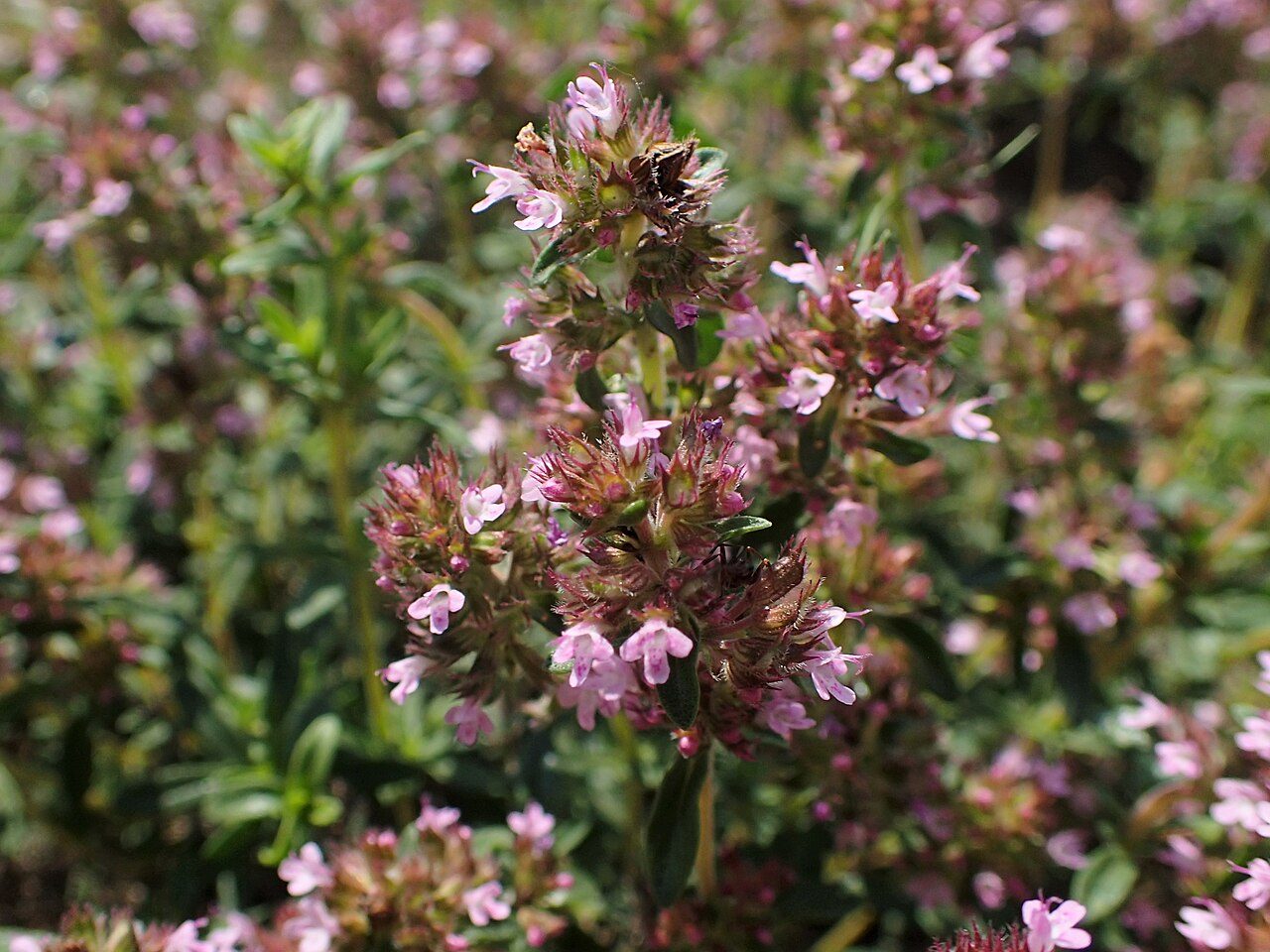 Thymus longicaulis