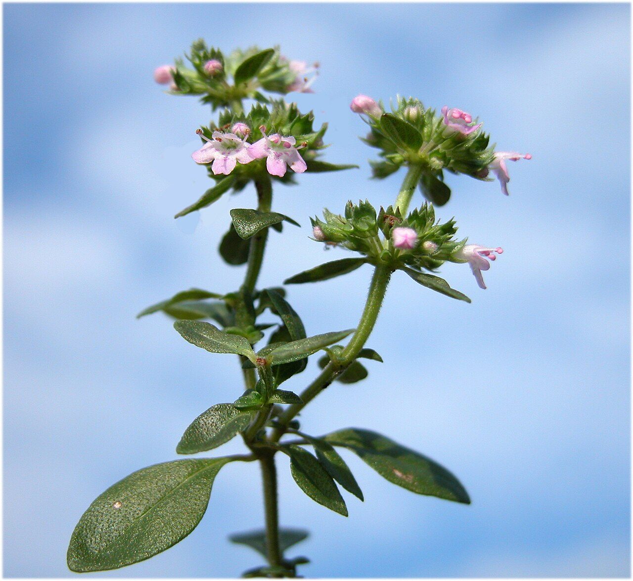 Thymus longicaulis 2